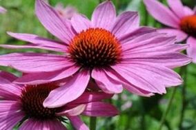 Echinacea sultys prostatitui gydyti